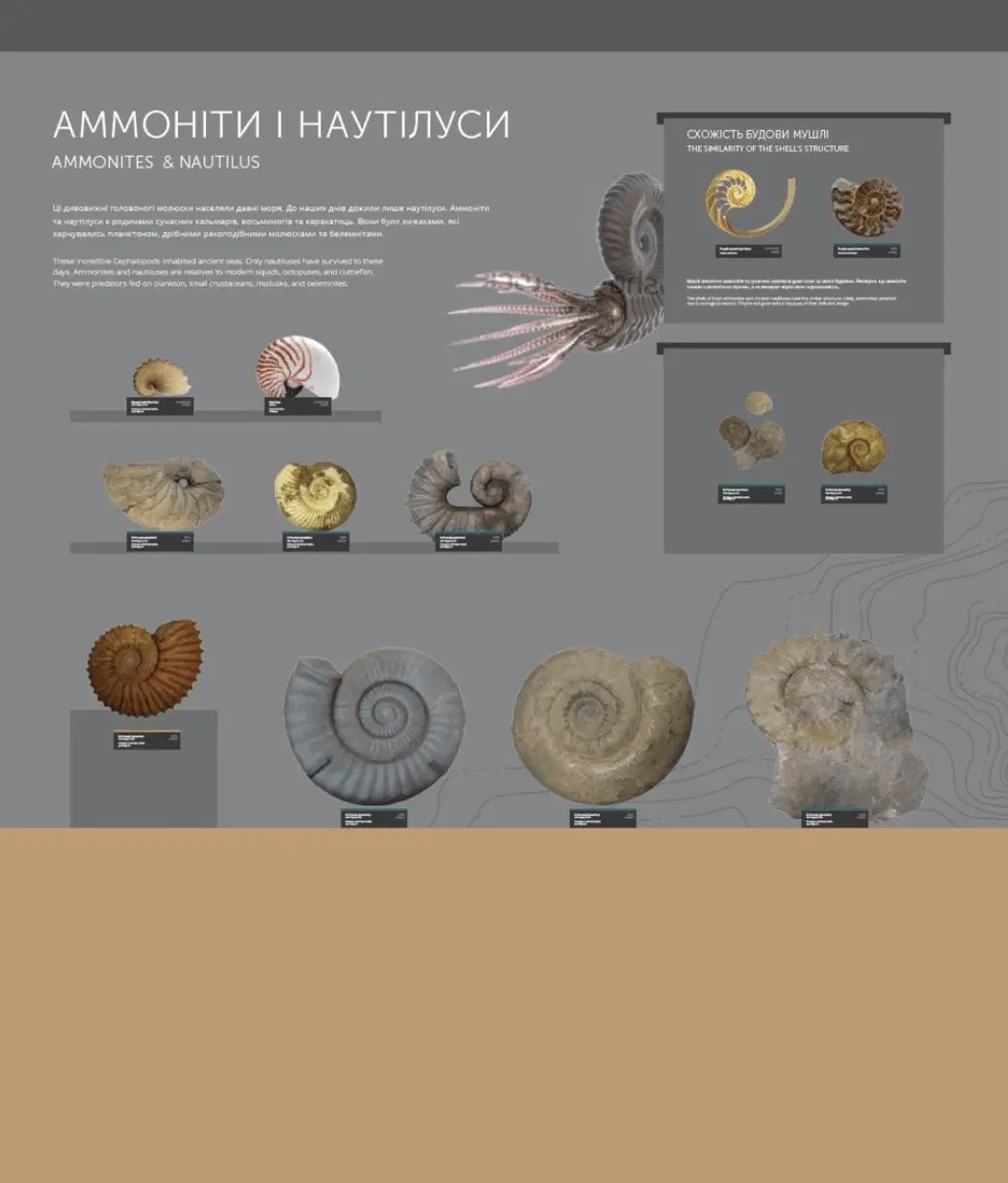 05_Ammonites.webp